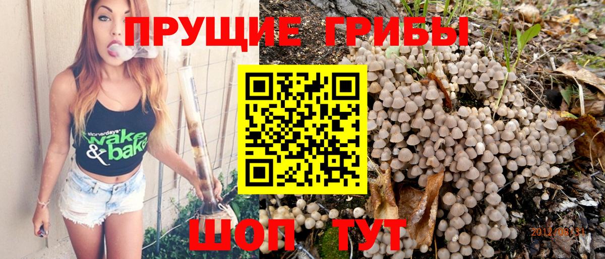 Псилоцибиновые грибы MAGIC MUSHROOMS  Вход с VPN  Кизилюрт 